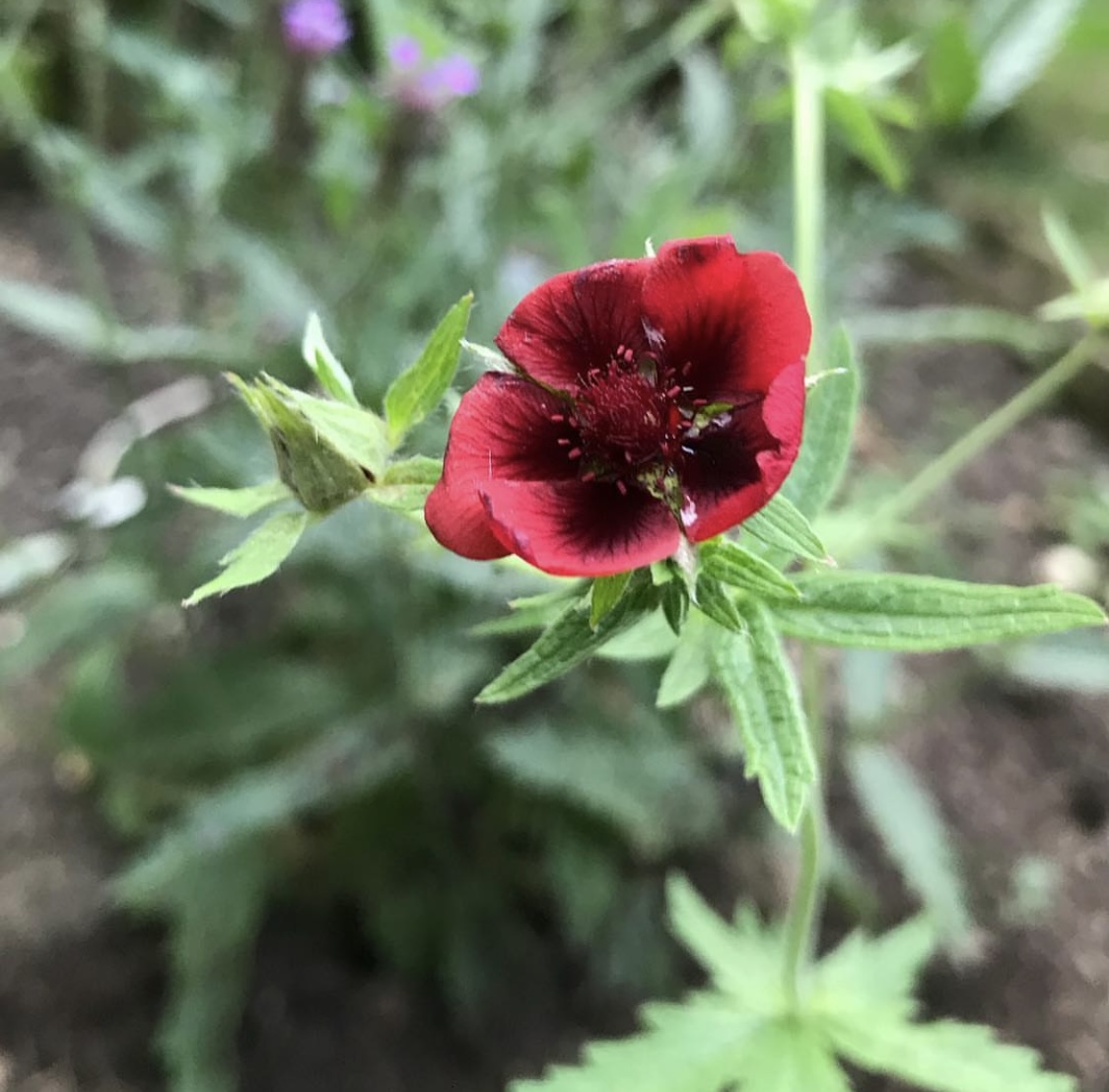 Potentilla ‘Monarch’s Velvet’ 