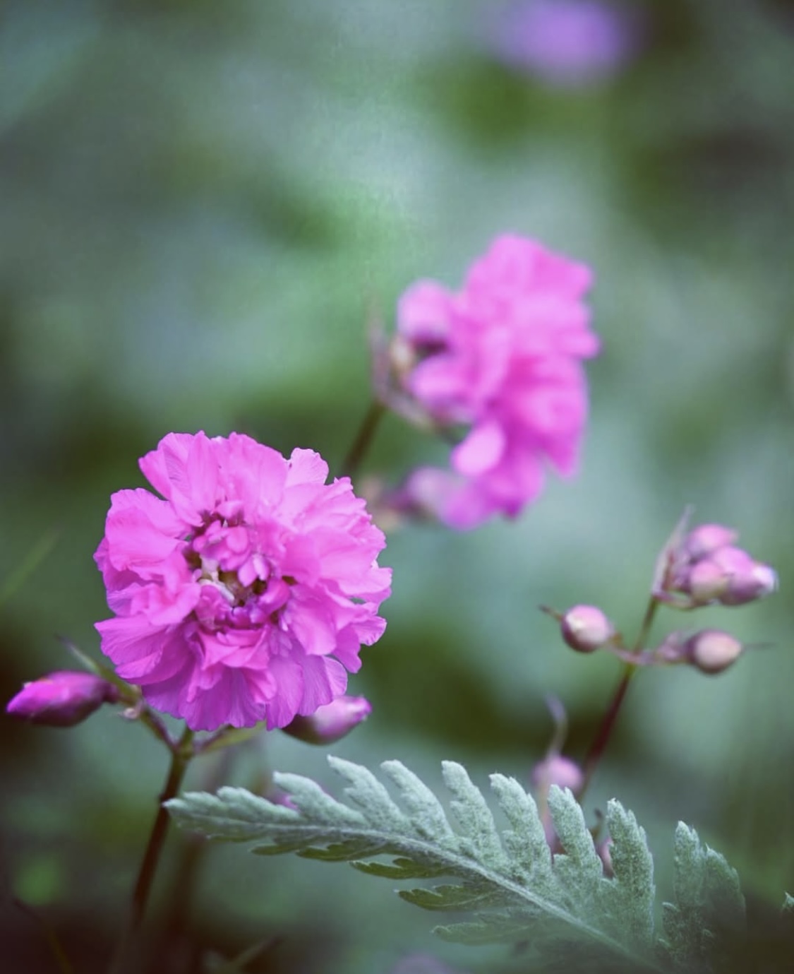  Lychnis viscaria 'Splendens' 