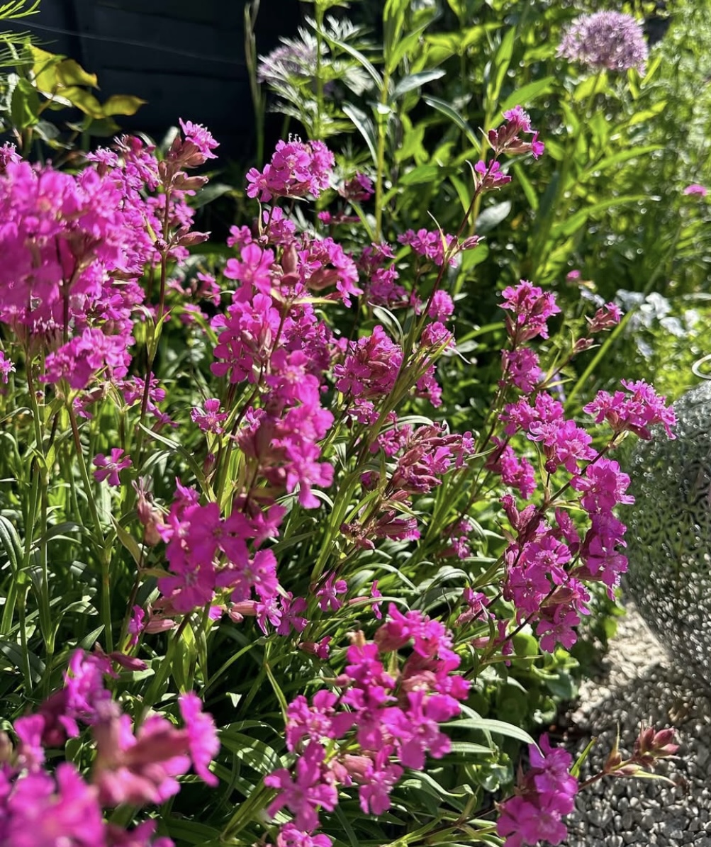  Lychnis viscaria 'Splendens' 