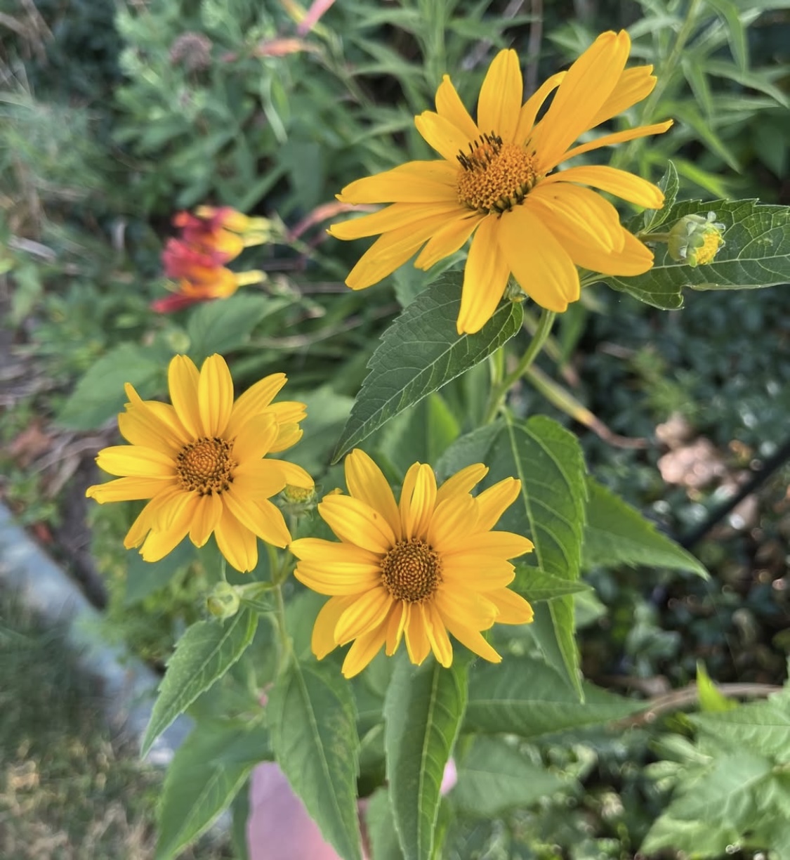 Heliopsis scabra 'Summer Sun' 