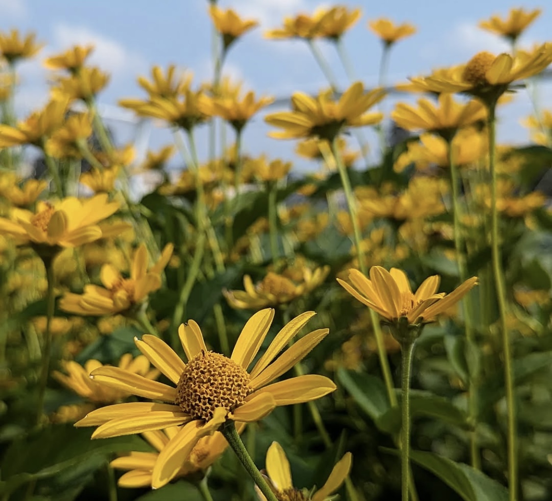 Heliopsis scabra 'Summer Sun' 