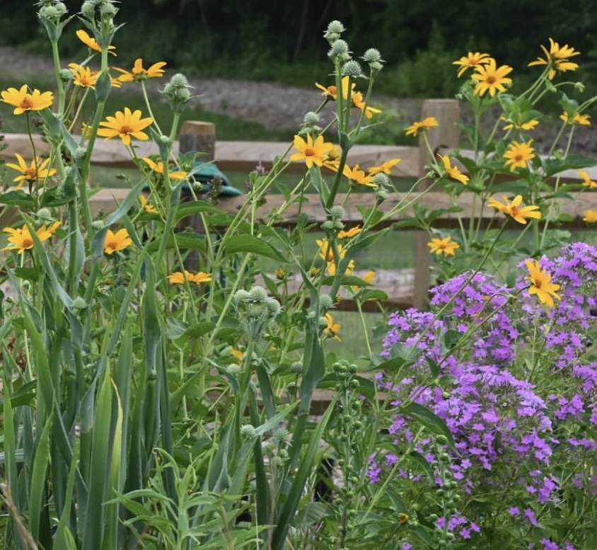 Heliopsis scabra 'Summer Sun' 