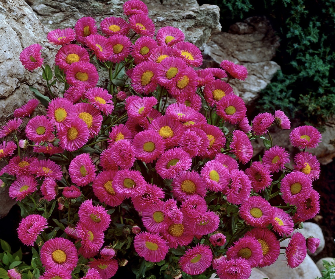 Erigeron speciosus 'Pink Jewel'
