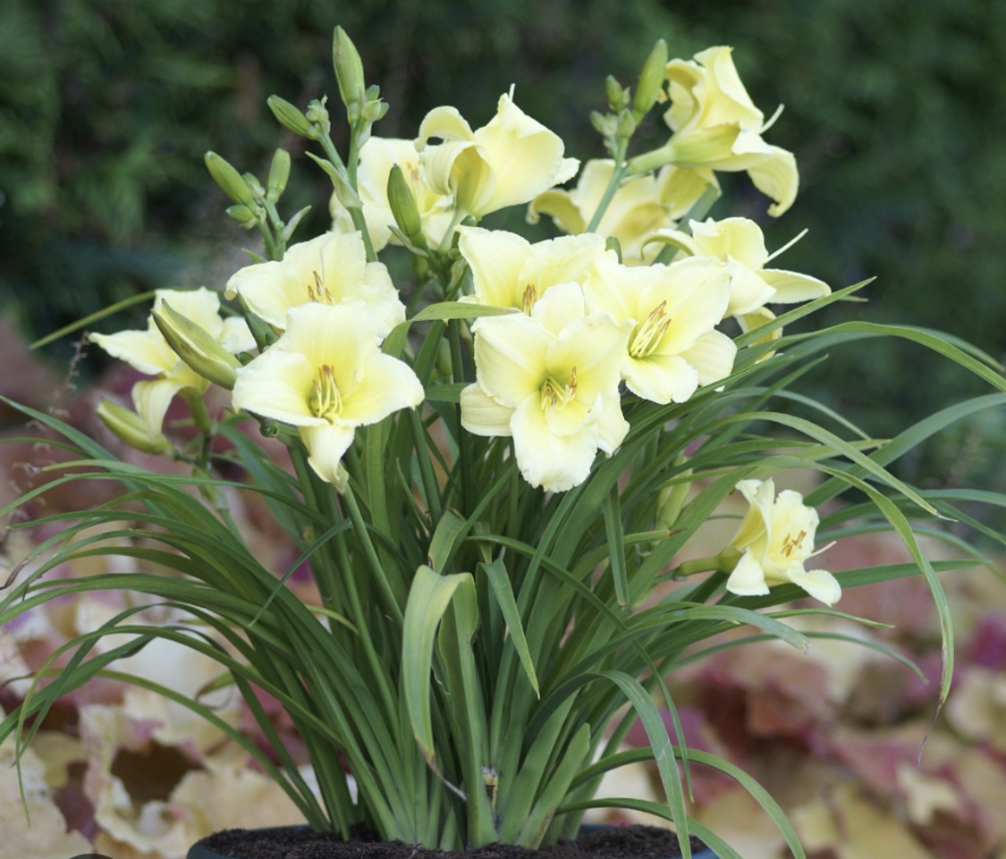 Hemerocallis 'Fragrant Returns' (Daylily)