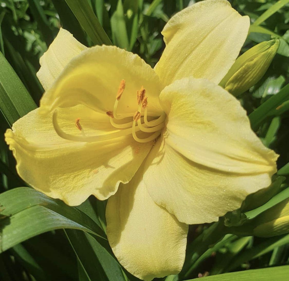 Hemerocallis 'Fragrant Returns' (Daylily)
