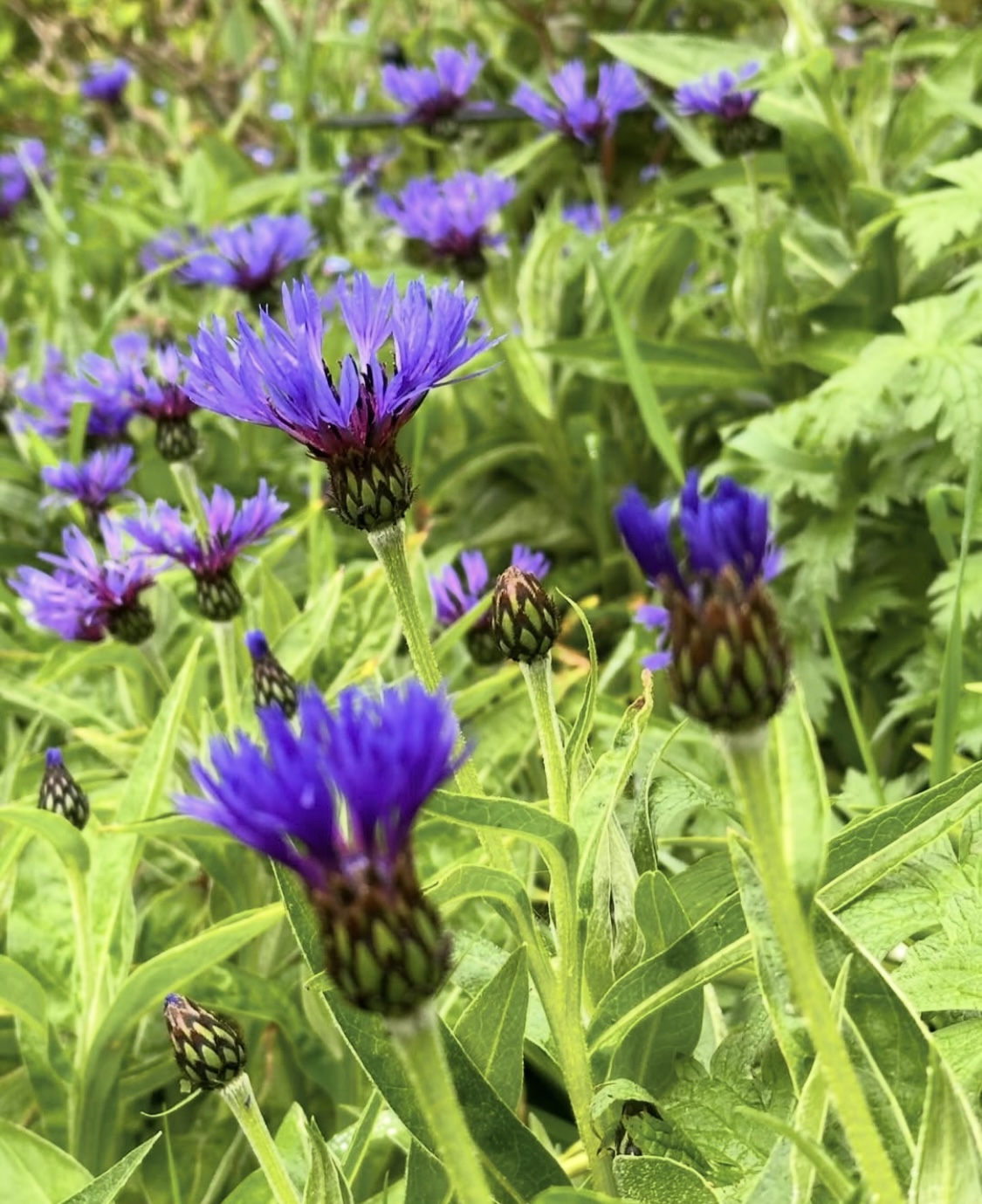 Centaurea montana (Perennial Cornflower)