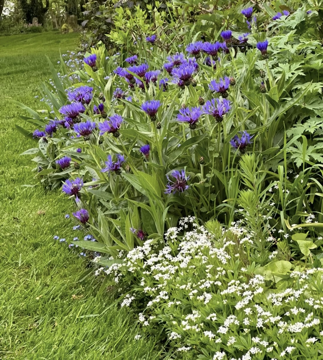 Centaurea montana (Perennial Cornflower)