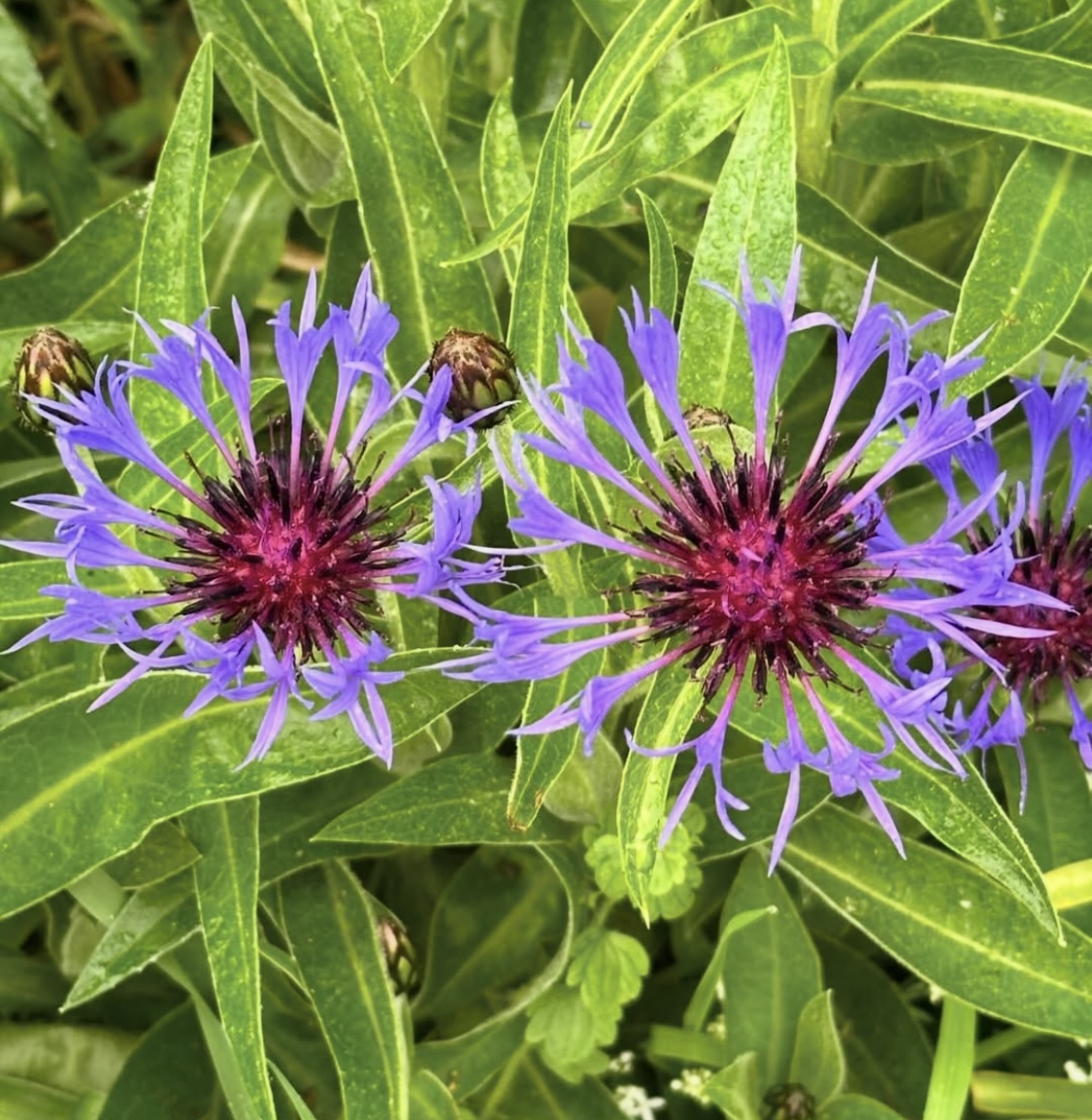 Centaurea montana (Perennial Cornflower)