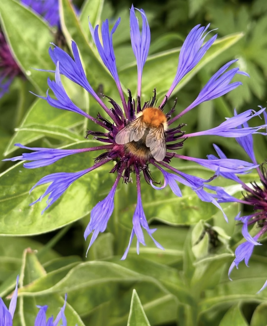 Centaurea montana (Perennial Cornflower)