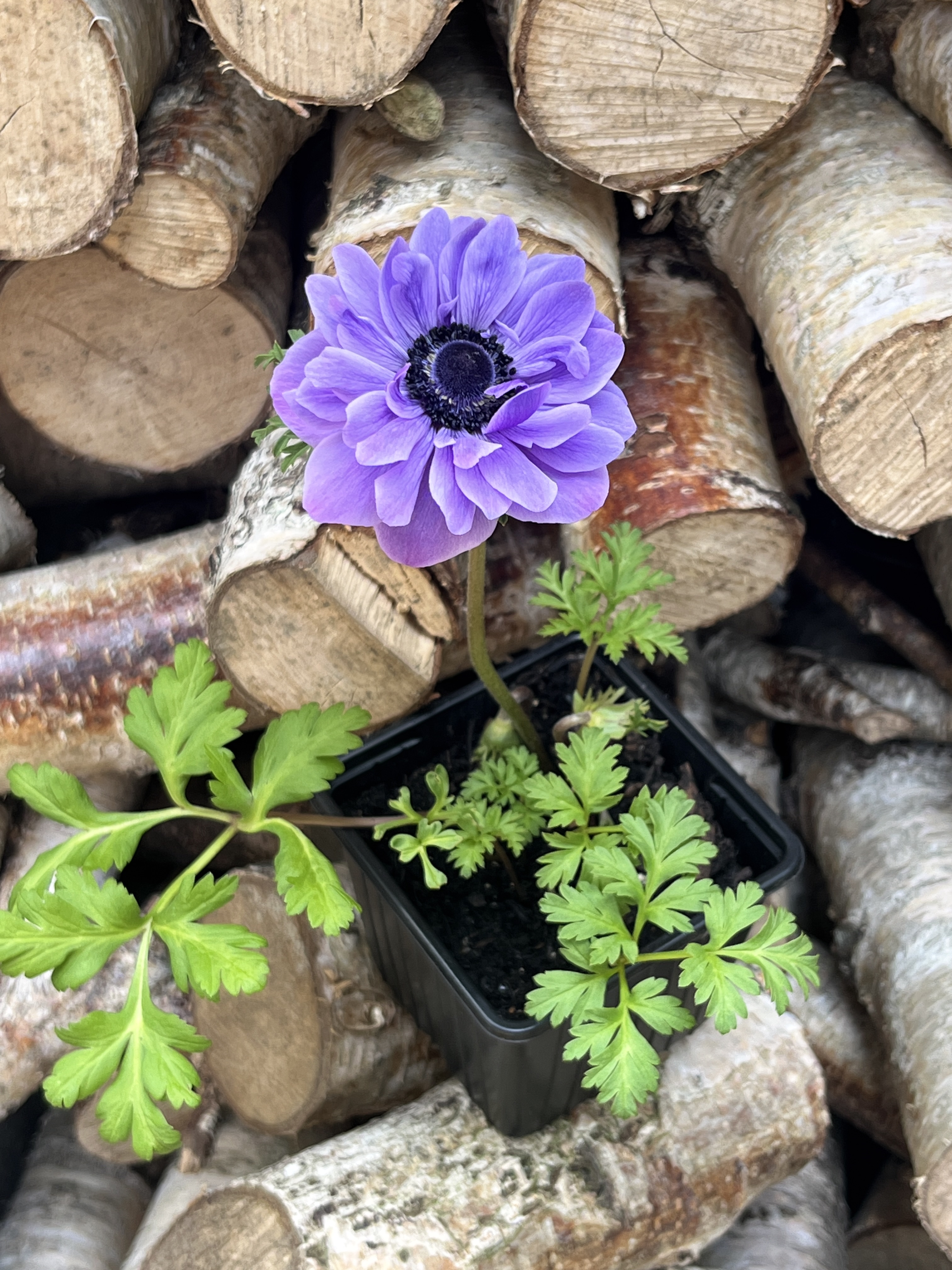 Anemone coronaria 'Lord Lieutenant' 