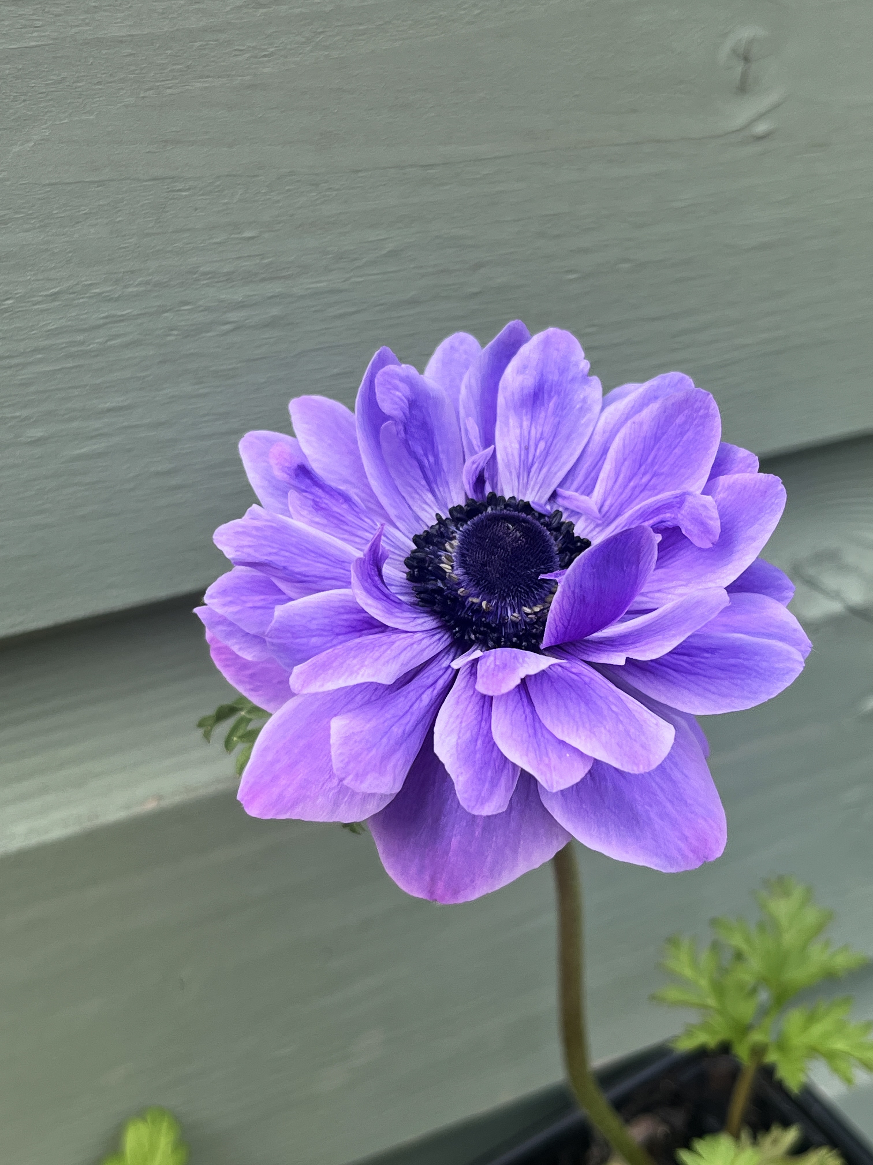 Anemone coronaria 'Lord Lieutenant' 