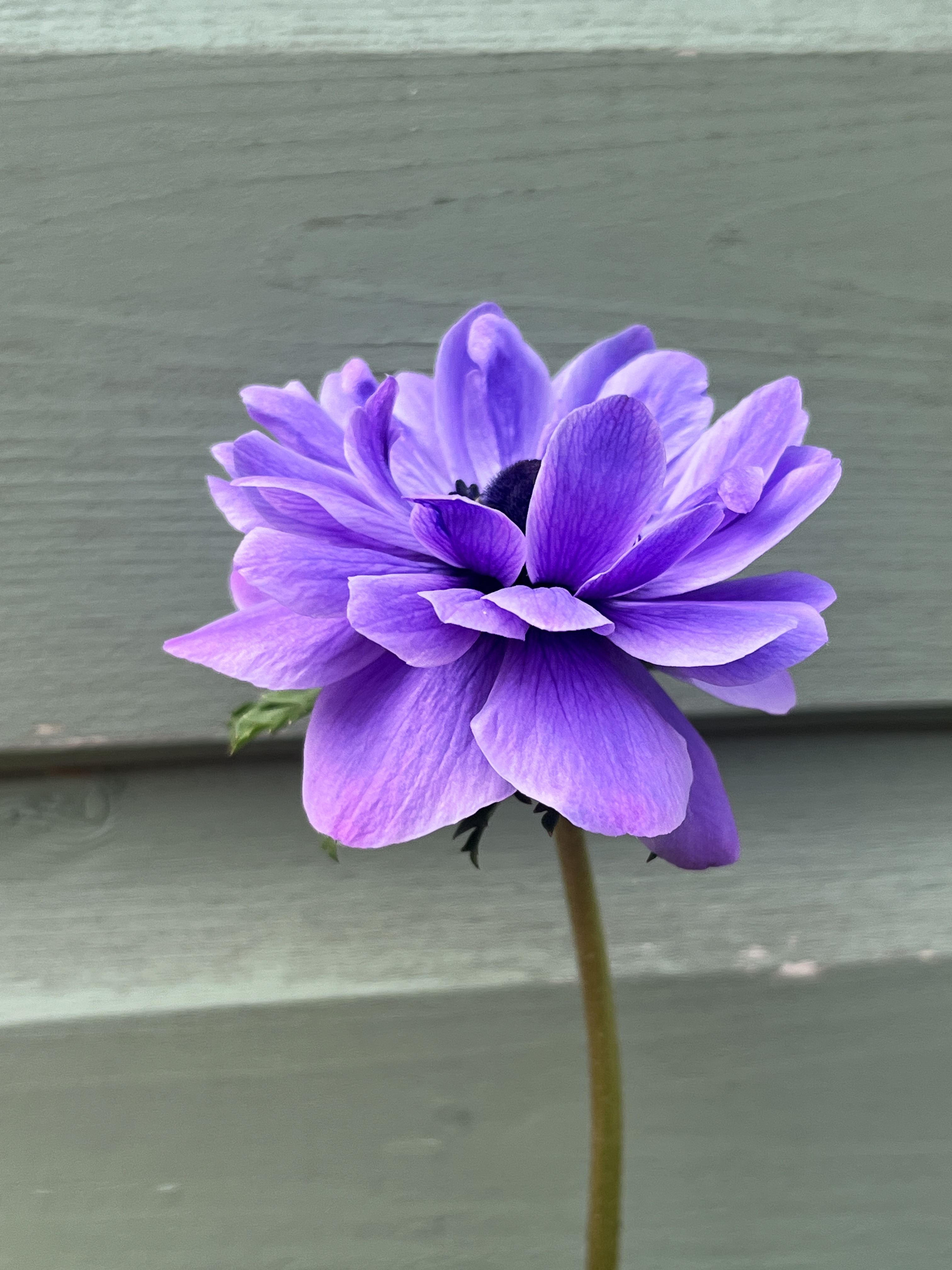 Anemone coronaria 'Lord Lieutenant' 
