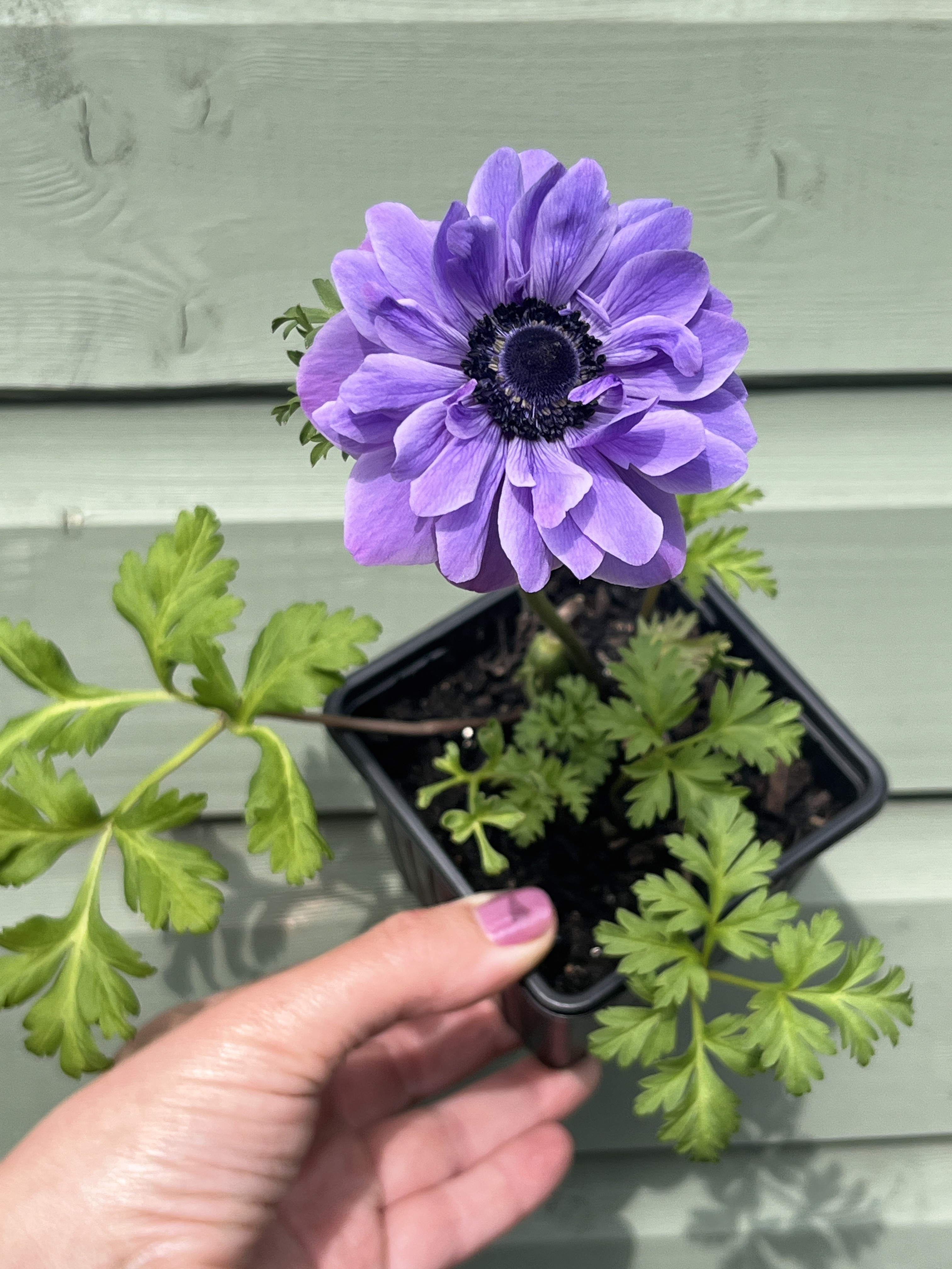 Anemone coronaria 'Lord Lieutenant' 