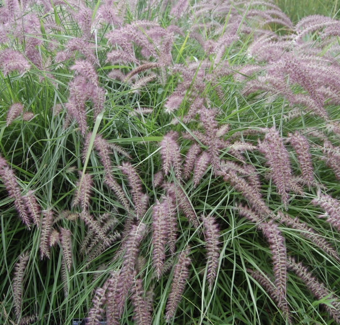 Pennisetum orientale 'Flamingo'
