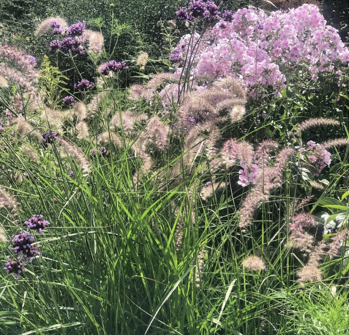  Pennisetum orientale 'Flamingo' 