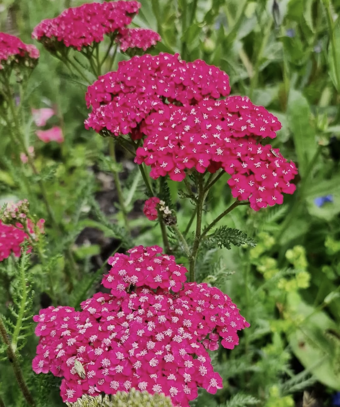 Achillea millefolium 'Cassis' 