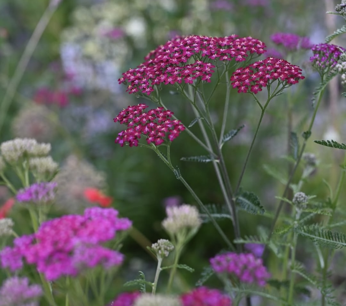 Achillea millefolium 'Cassis' 