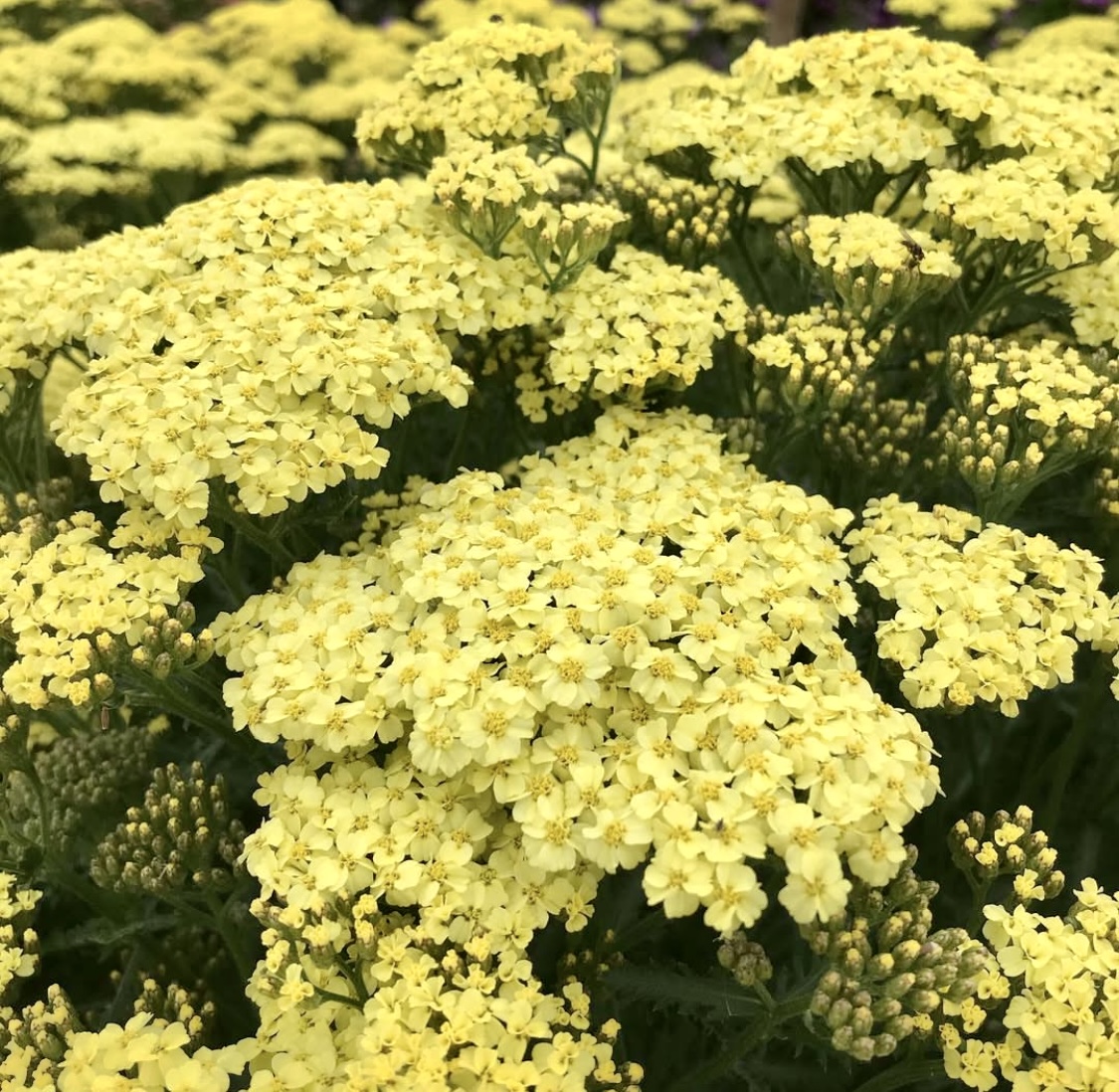 Achillea millefolium 'Summer Fruits Lemon'
