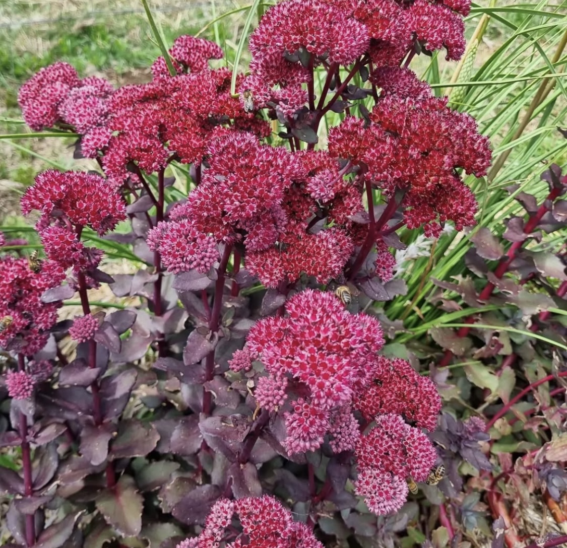 Sedum 'Purple Emperor' 