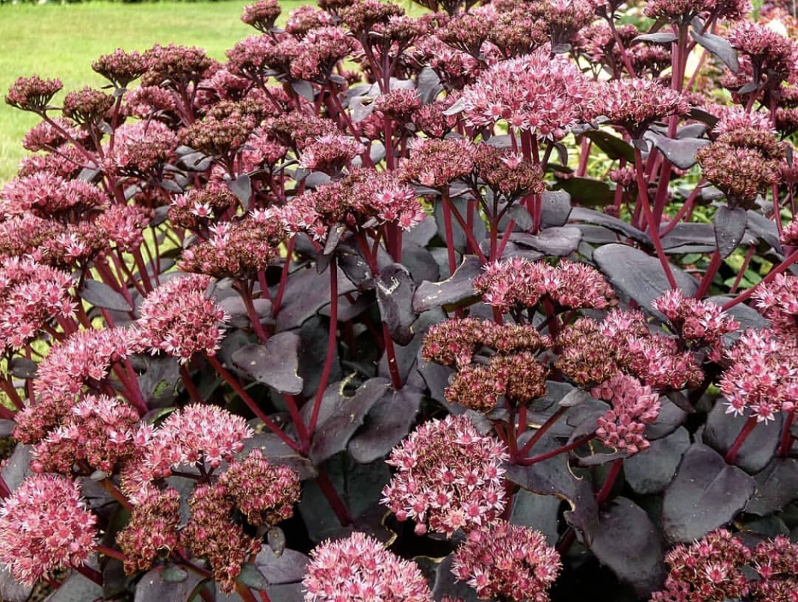 Sedum 'Purple Emperor' 