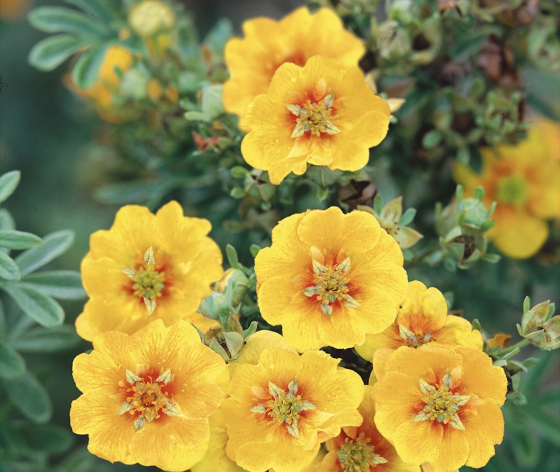 Potentilla atrosanguinea ‘Argyrophylla’ (Himalayan Cinquefoil)