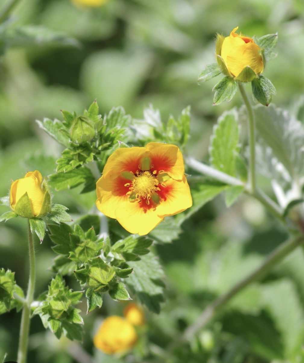 Potentilla atrosanguinea ‘Argyrophylla’ (Himalayan Cinquefoil)