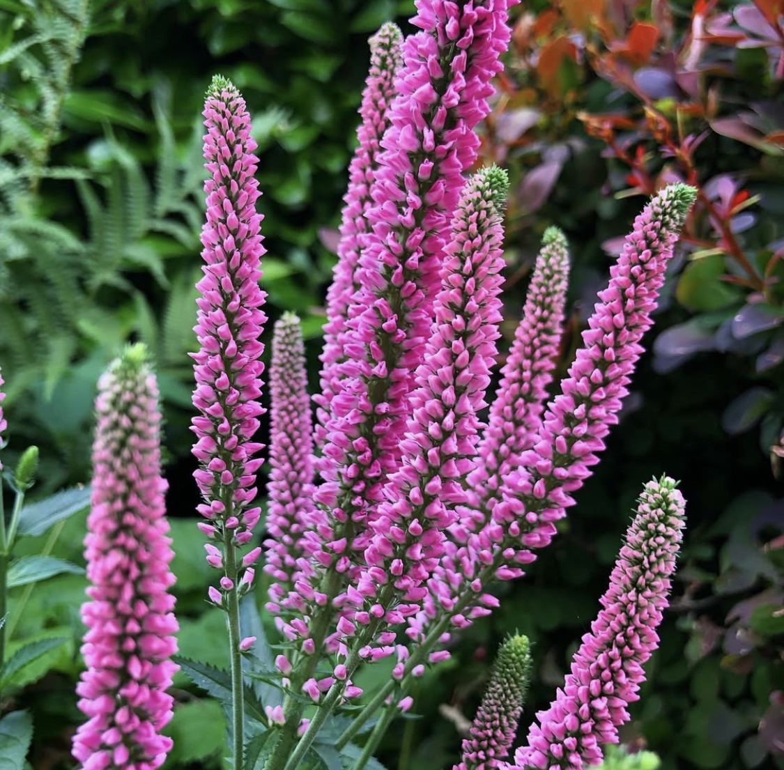 Veronica spicata ‘Red Fox’