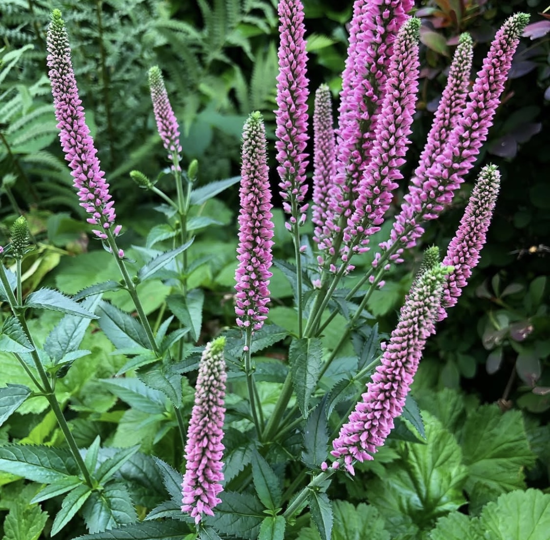Veronica spicata ‘Red Fox’