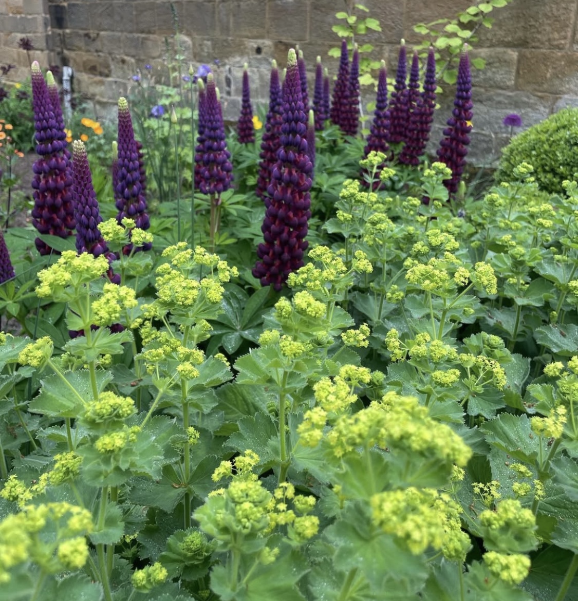 Alchemilla mollis