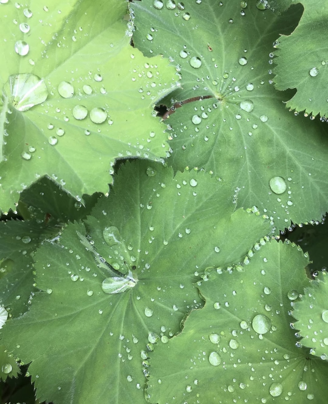 Alchemilla mollis