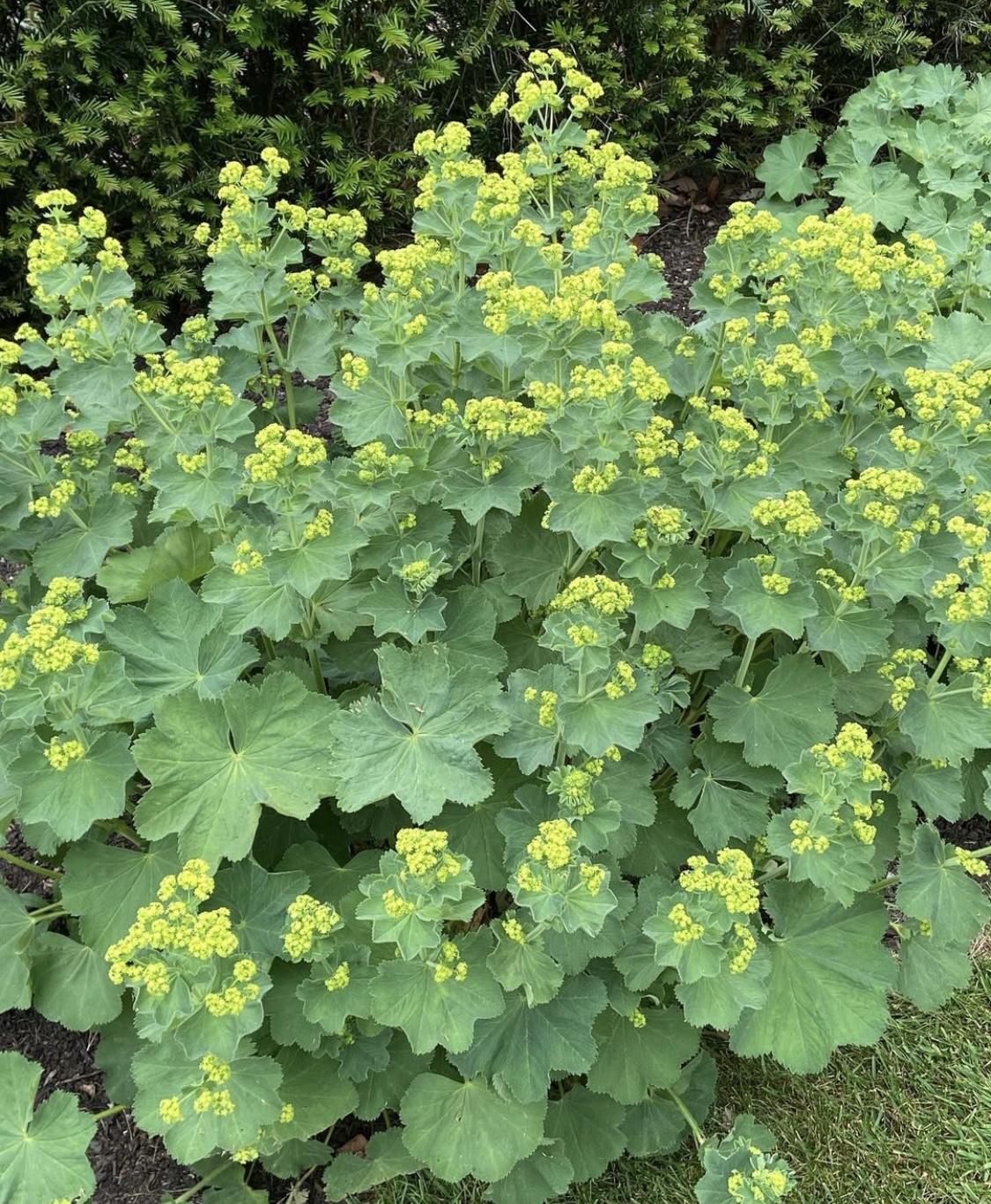 Alchemilla mollis