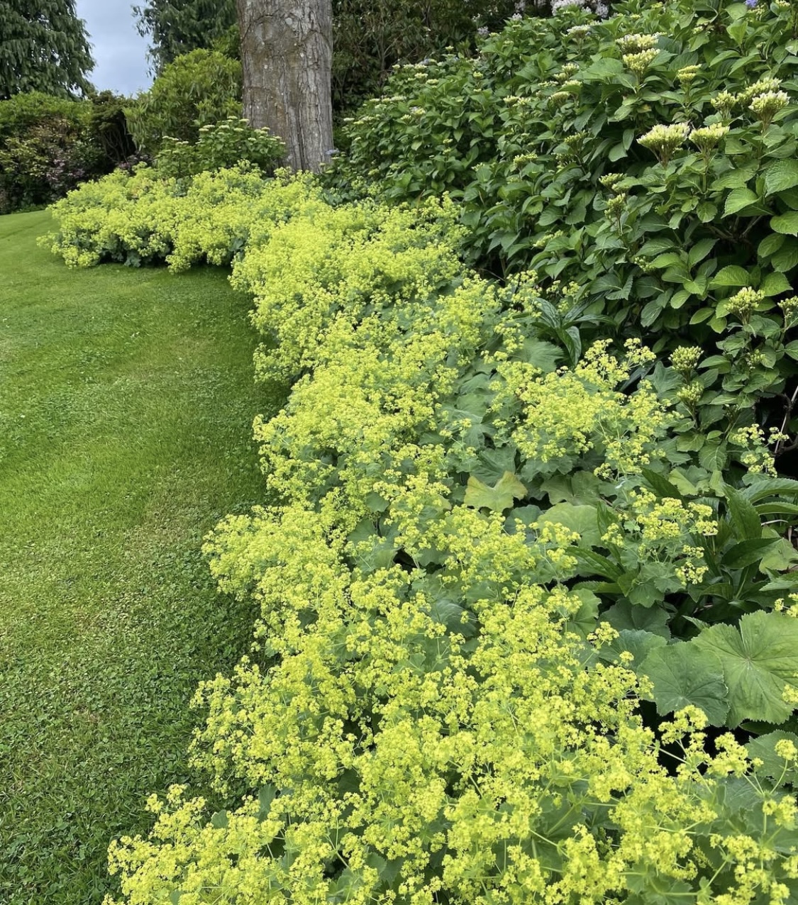 Alchemilla mollis