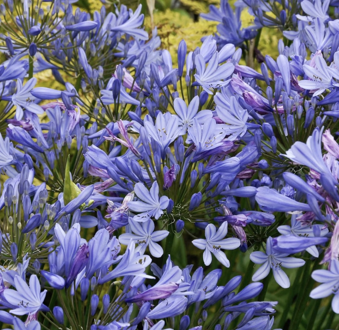 Agapanthus africanus 