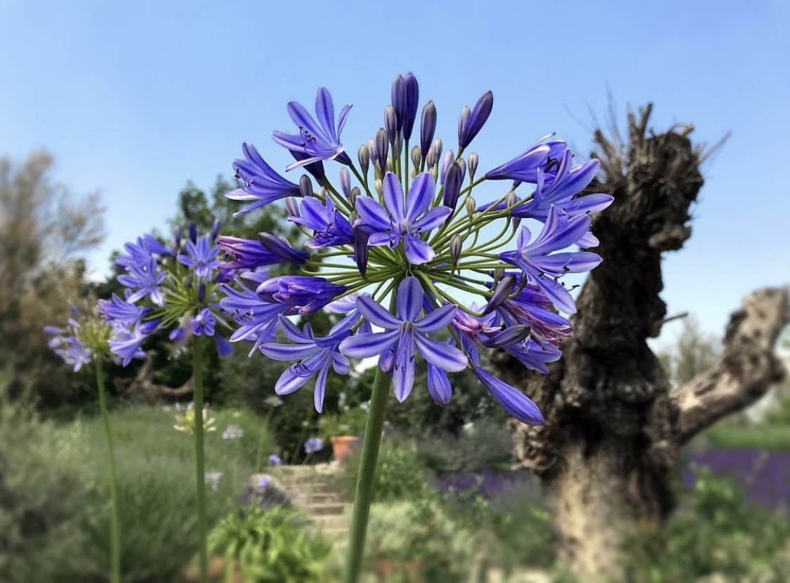 Agapanthus africanus 