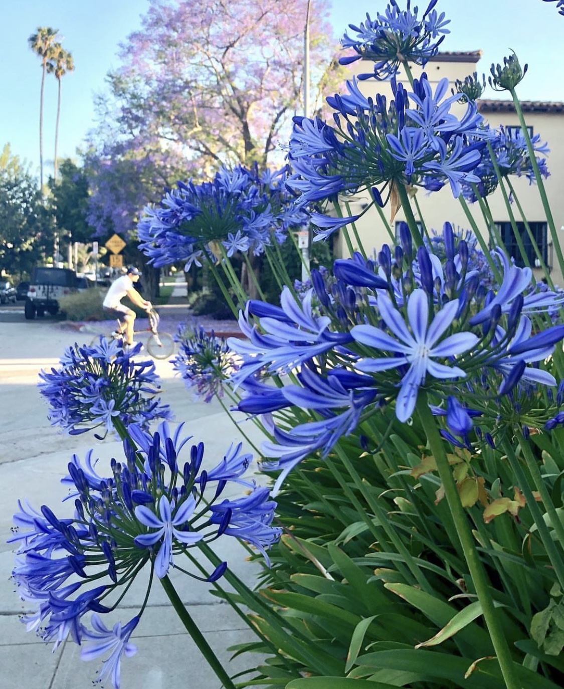 Agapanthus africanus 