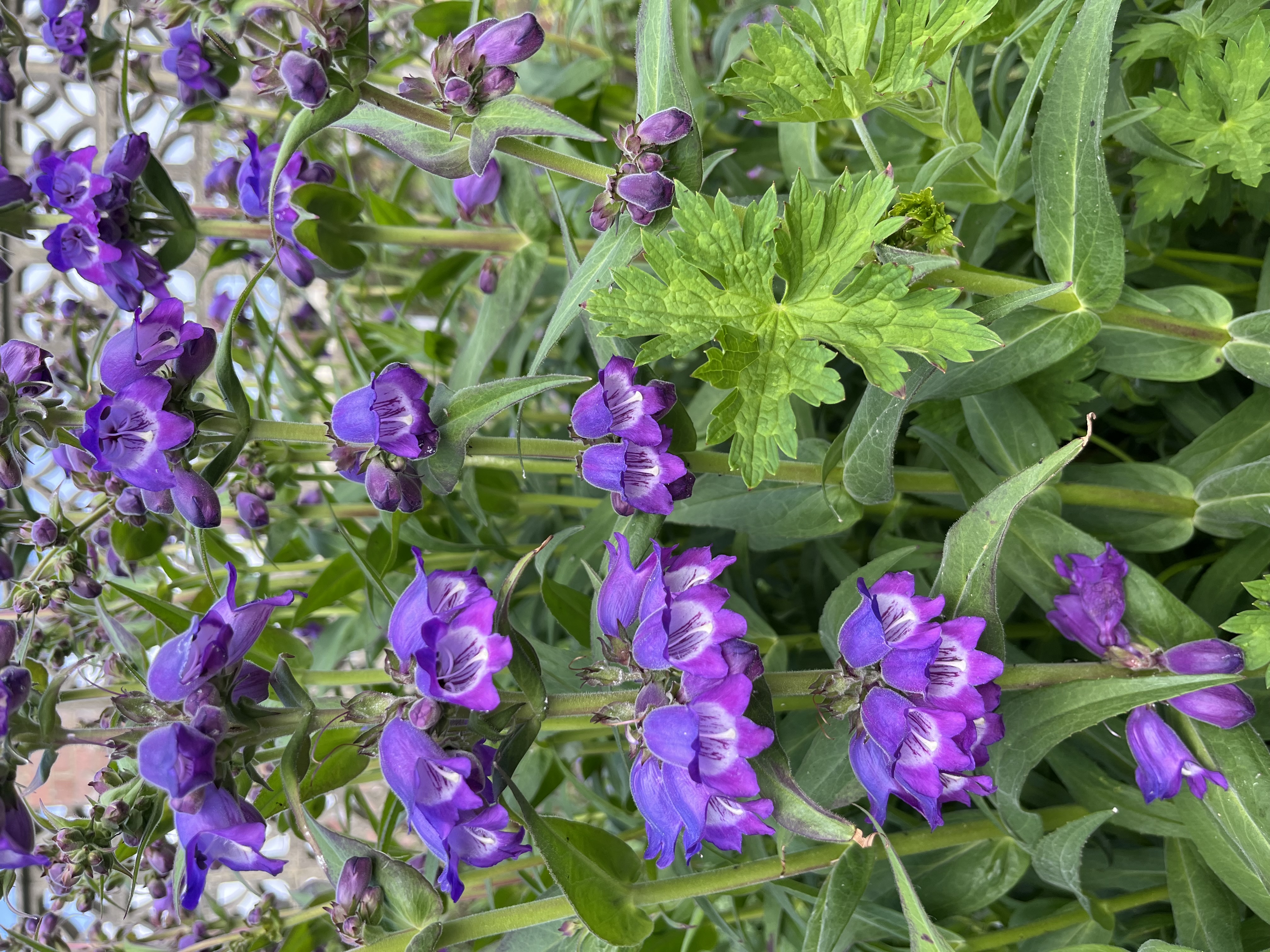 Penstemon 'Pensham Czar'