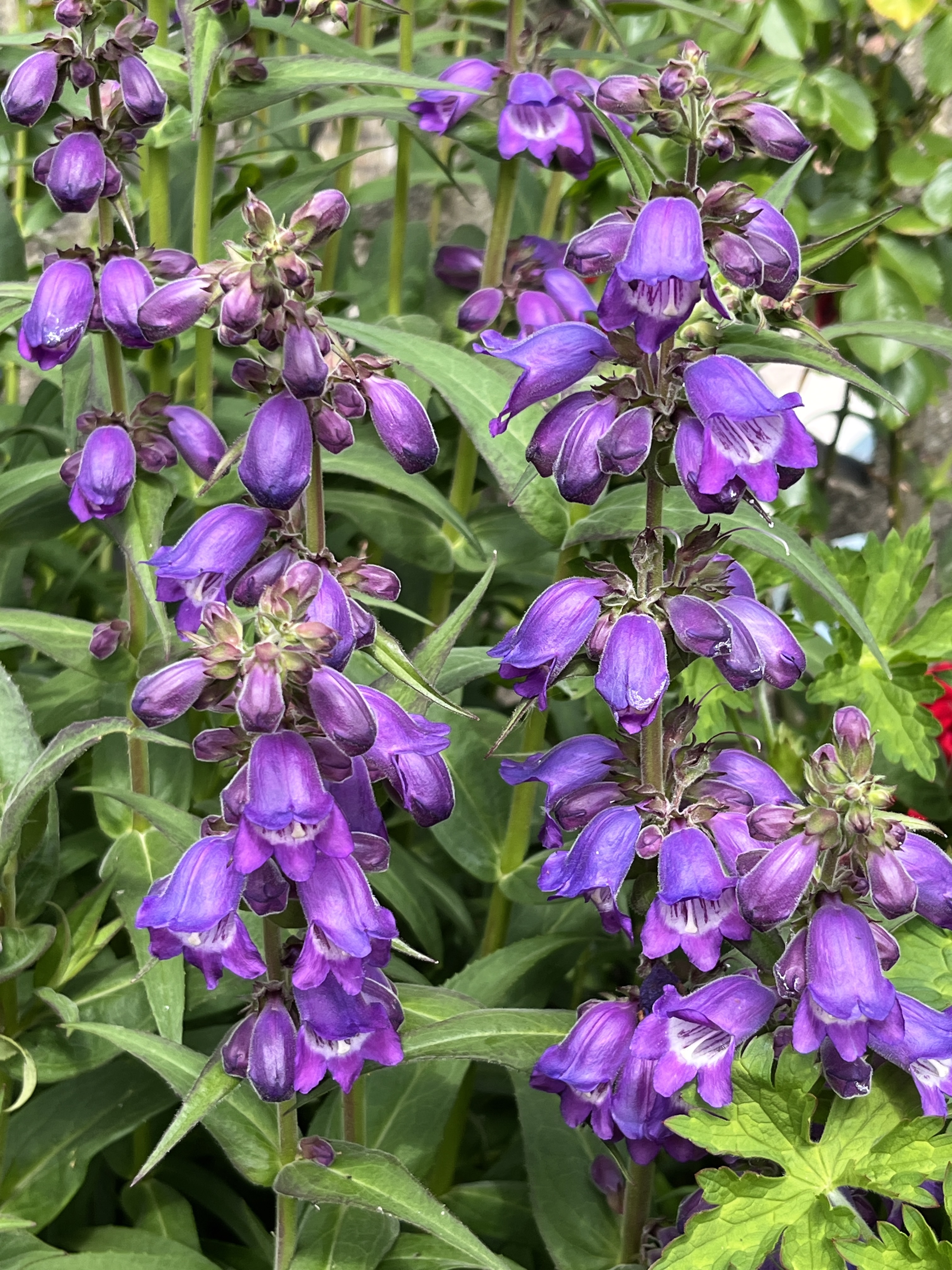 Penstemon 'Pensham Czar'