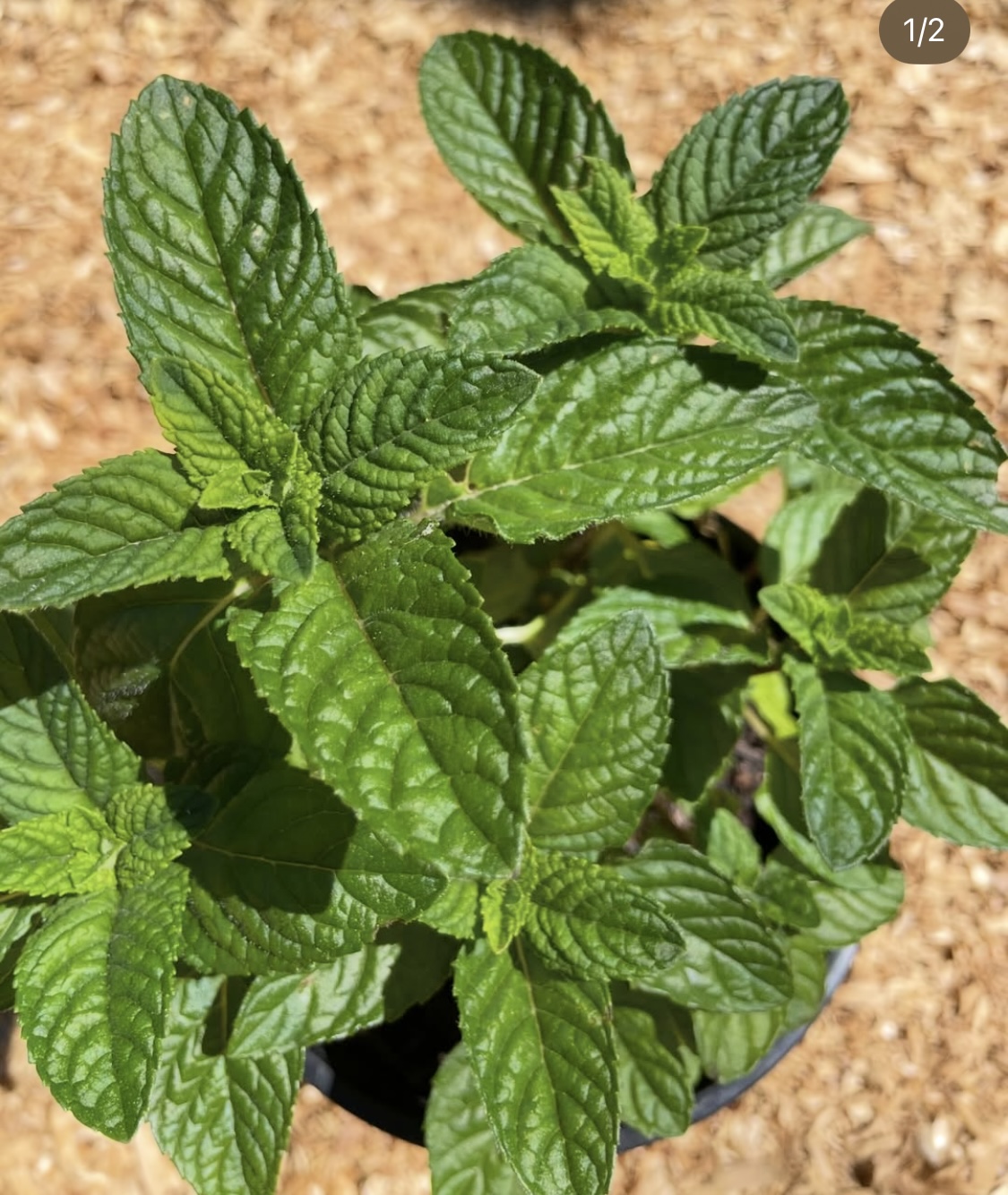 Blackcurrant Mint