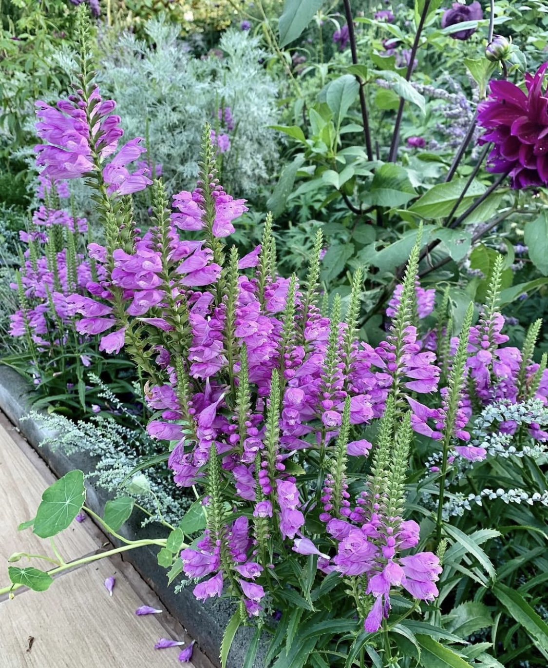 Physostegia virginiana ‘Bouquet Rose’