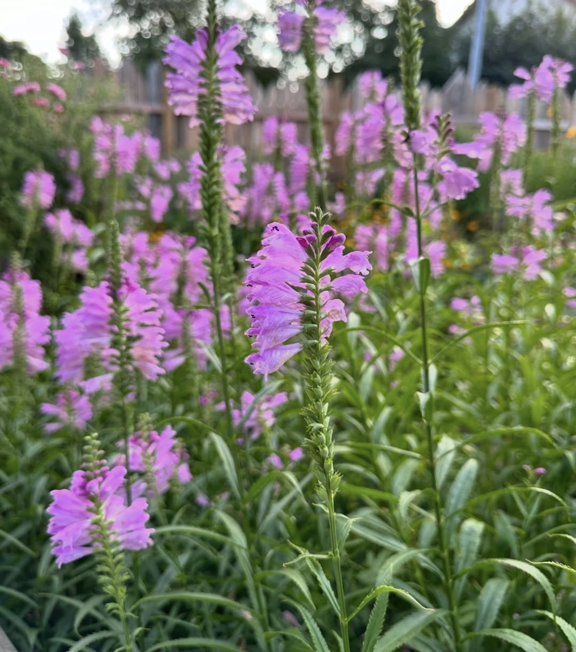 Physostegia virginiana ‘Bouquet Rose’