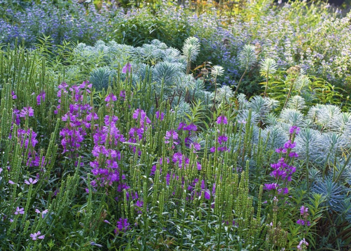 Physostegia virginiana ‘Bouquet Rose’