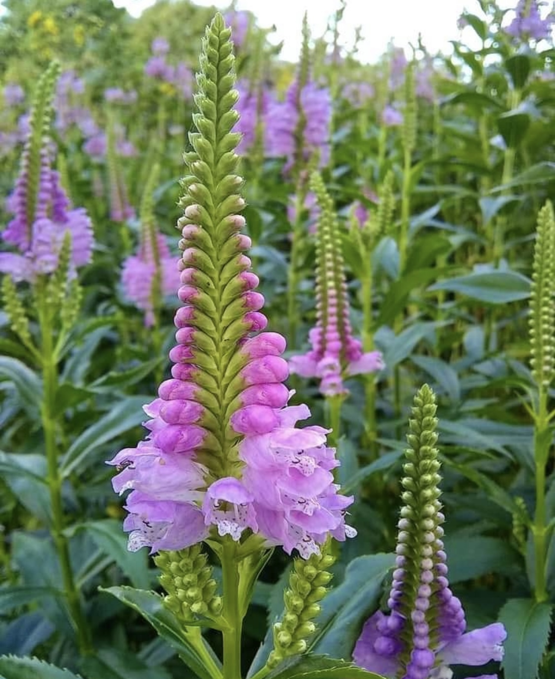 Physostegia virginiana ‘Bouquet Rose’