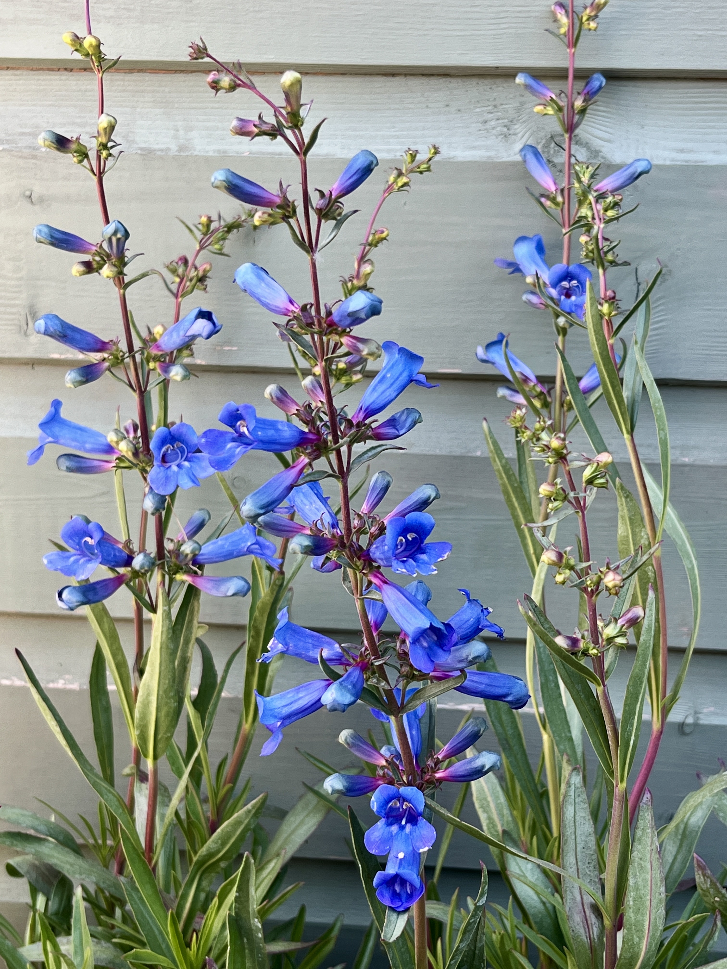 Penstemon ’Electric Blue’ 