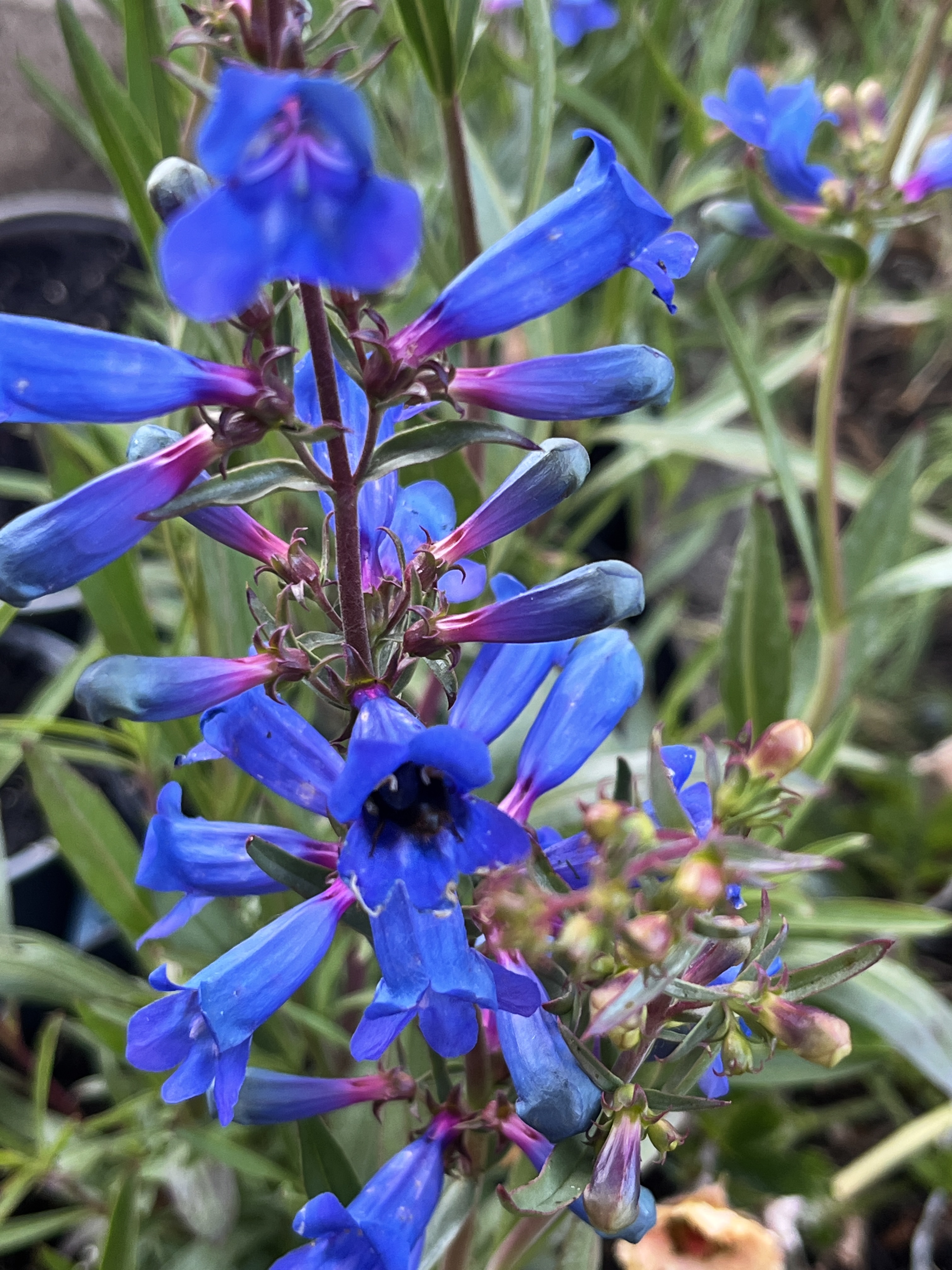 Penstemon ’Electric Blue’ 