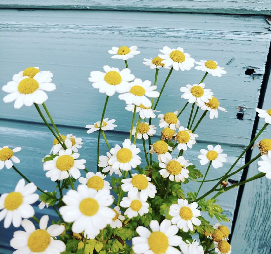Tanacetum parthenium (Feverfew)