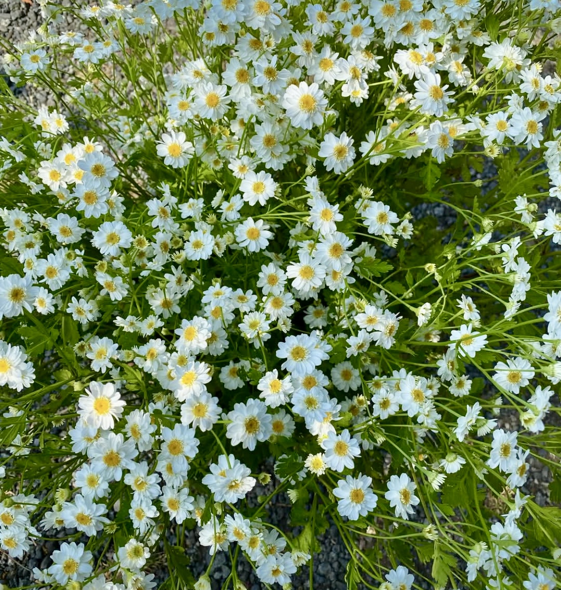 Tanacetum parthenium (Feverfew)