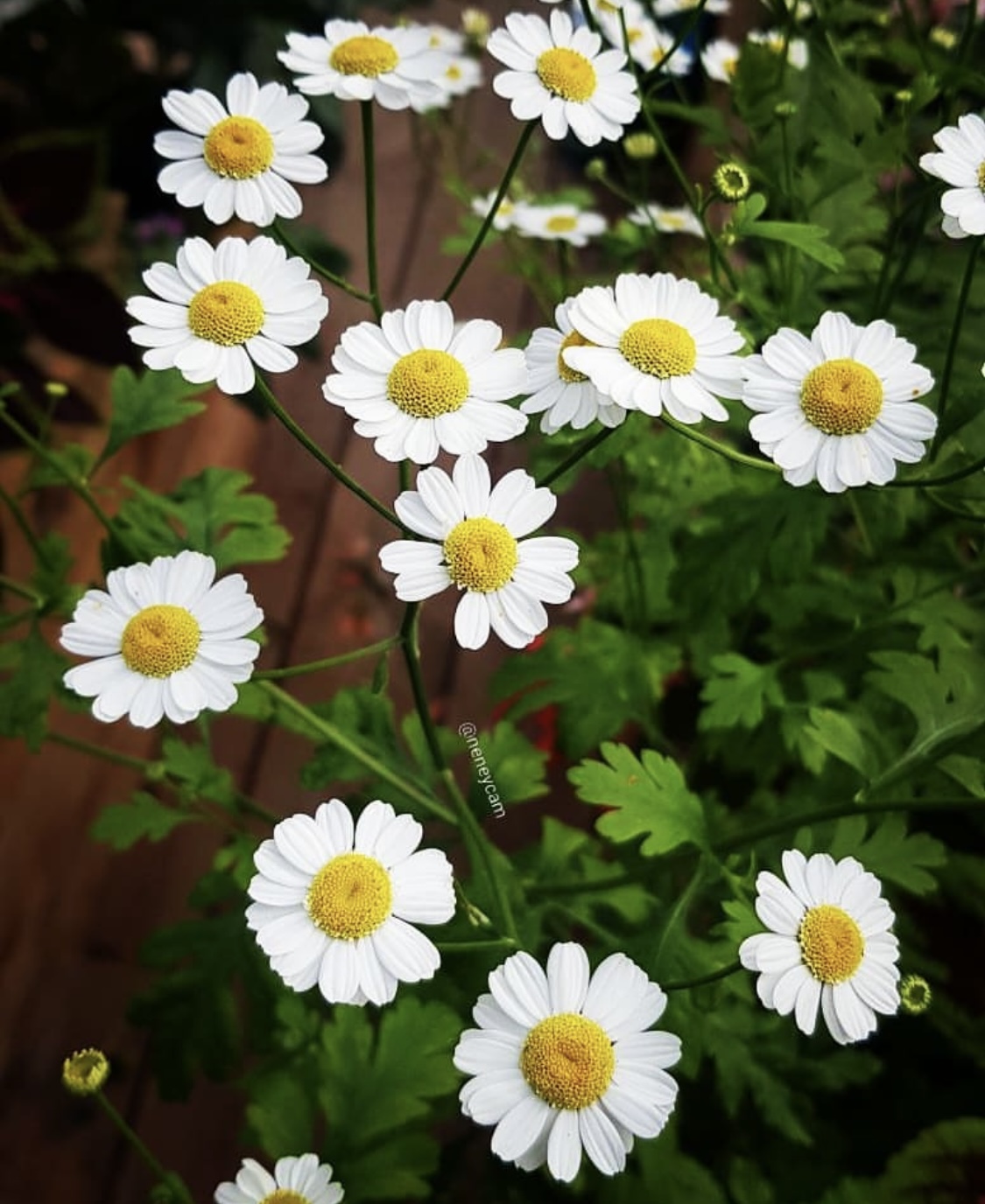 Tanacetum parthenium (Feverfew)