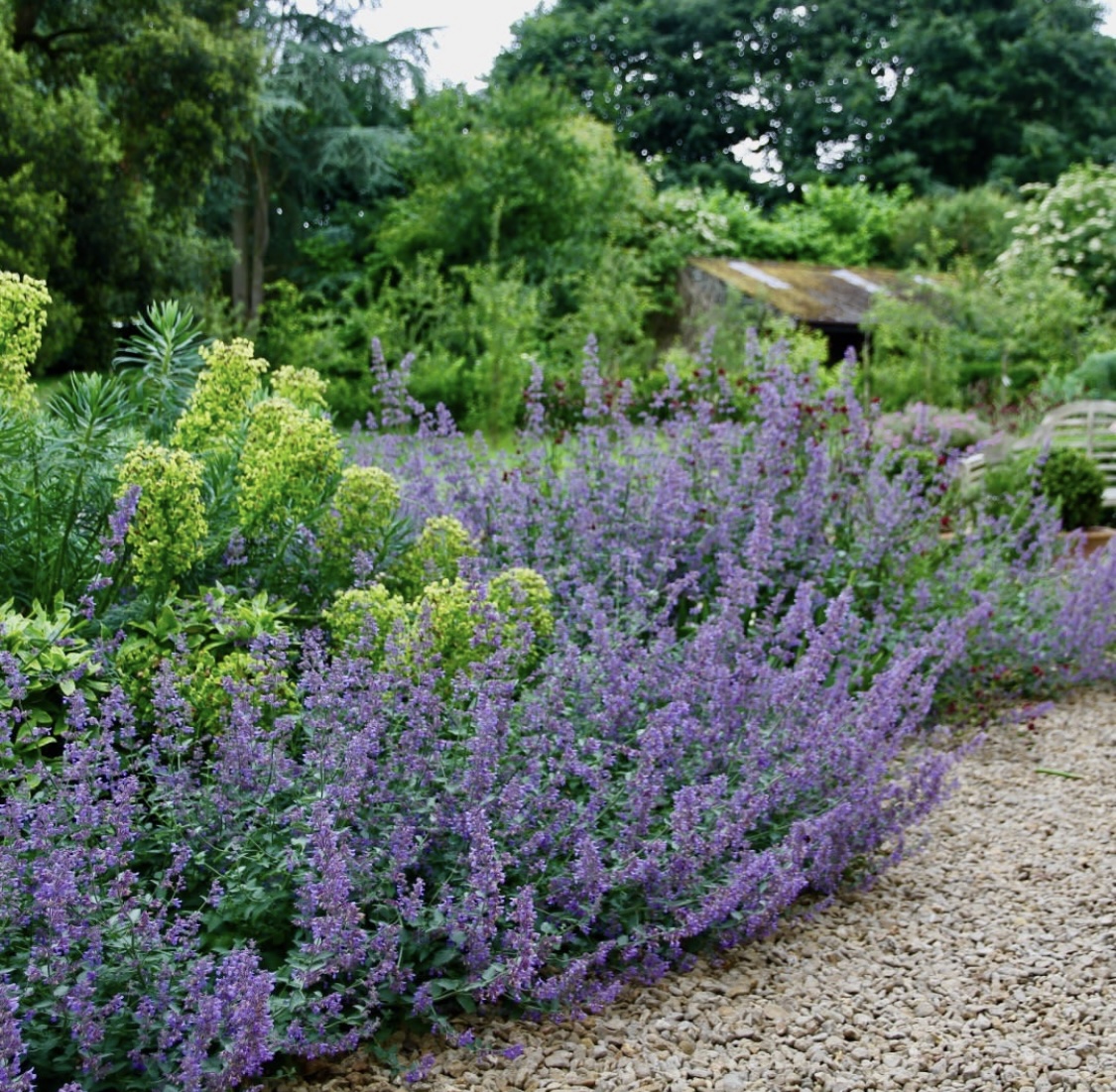 Nepeta 'Six Hills Giant'
