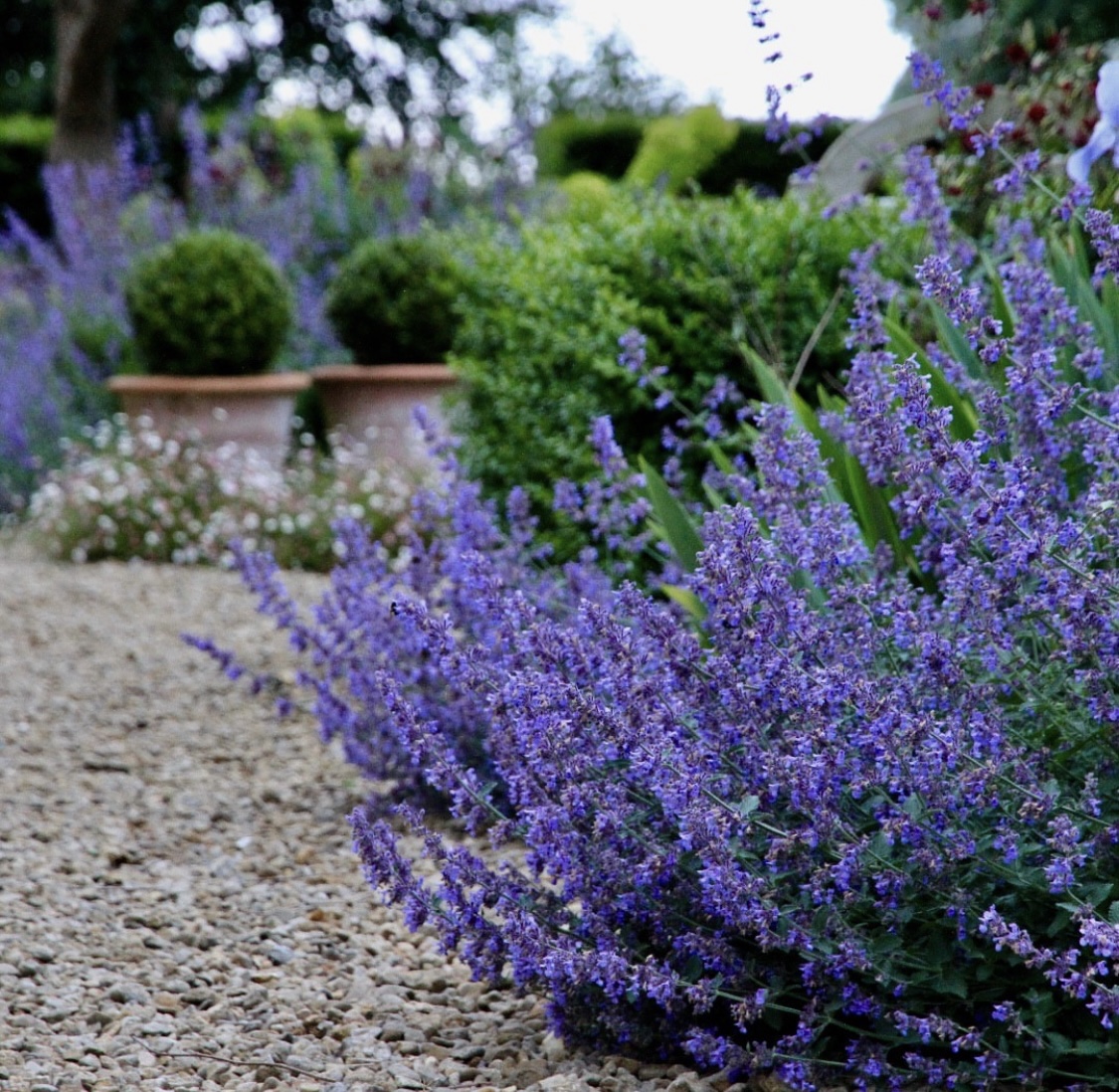 Nepeta 'Six Hills Giant'
