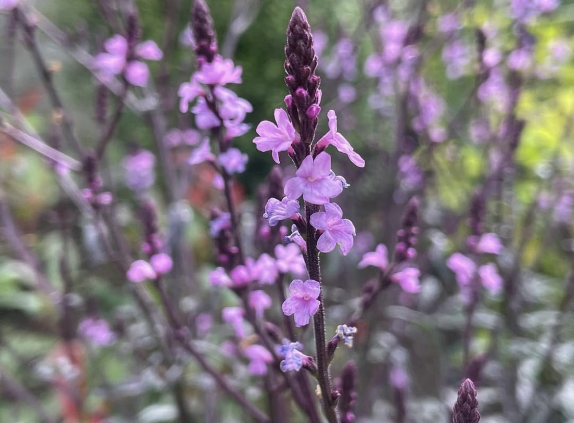 Verbena officinalis var. grandiflora ‘Bampton’